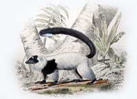 Mammal IV Fine Art Print