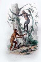 Pair of Monkeys II Fine Art Print