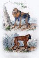 Pair of Baboos Fine Art Print