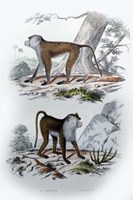 Pair of Monkeys V Fine Art Print