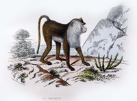 Monkey VI Fine Art Print