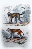 Pair of Monkeys VI Fine Art Print