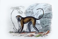 Monkey VII Fine Art Print
