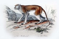 Monkey VIII Fine Art Print