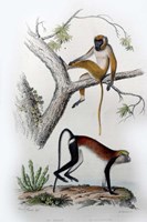 Pair of Monkeys VII Fine Art Print