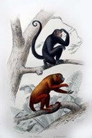 Pair of Monkeys VIII Fine Art Print