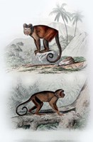 Pair of Monkeys IX Fine Art Print