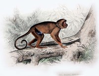 Monkey X Fine Art Print