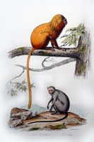 Pair of Monkeys X Fine Art Print