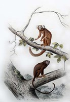 Pair of Monkeys XI Fine Art Print