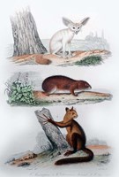 Three Mammals II Fine Art Print