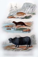 Three Mammals III Framed Print