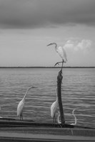 Garzas-1 Fine Art Print