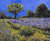 Il Campo Di Lavanda Fine Art Print