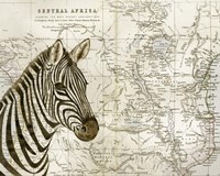 Burchell's Zebra Fine Art Print
