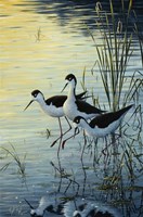Elegant Trio - Blacknecked Stilts Fine Art Print
