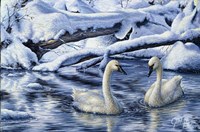 Tundra Swans Fine Art Print