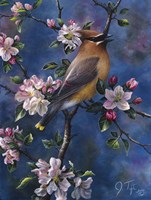 Cedar Waxwing Fine Art Print
