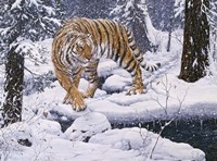 Silent Hunter- Siberian Tiger Fine Art Print