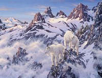 Among The Clouds - Mtn. Goat Fine Art Print