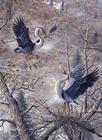 Nesting Time - Great Blue Herons Fine Art Print