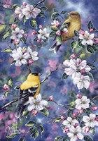 Gold Finch & Blossoms Fine Art Print