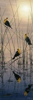 Morning Call - Yellow Headed Blackbirds Fine Art Print