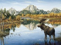 Bull Moose Fine Art Print