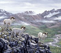 Dall Sheep At Denali Fine Art Print
