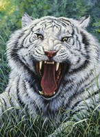 White Tiger 2 Fine Art Print