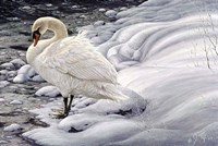 Edge Of Light - Mute Swan Fine Art Print