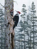 Piliated Woodpeckers Fine Art Print