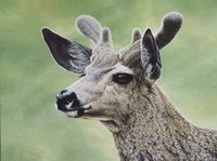 Mule Deer In Velvet Fine Art Print