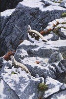 Ghosts Of The High Country Fine Art Print