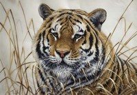 Tiger Fine Art Print
