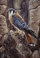 Blue Hawk Fine Art Print