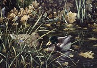 Mallards Fine Art Print