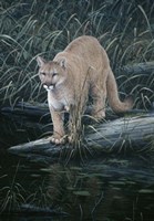 Sudden Intent Fine Art Print