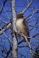 Red Tailed Hawk Fine Art Print