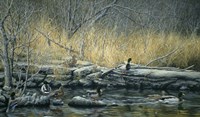 Early Morning Mallards Fine Art Print
