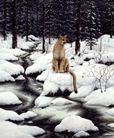 Cougar Fine Art Print