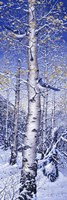 Blue Jay Fine Art Print