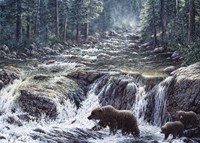 Bear Crossing Fine Art Print