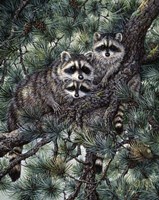Racoons Fine Art Print