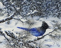 Winter Jay Fine Art Print