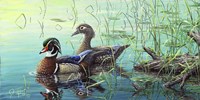 Wood Ducks Fine Art Print