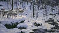 Winter's Cry Fine Art Print