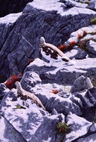 White-Tailed Ptarmigan Fine Art Print