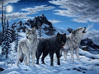 Night Howl Fine Art Print