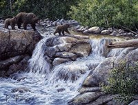 Entiat Falls-Grizzly Family Fine Art Print